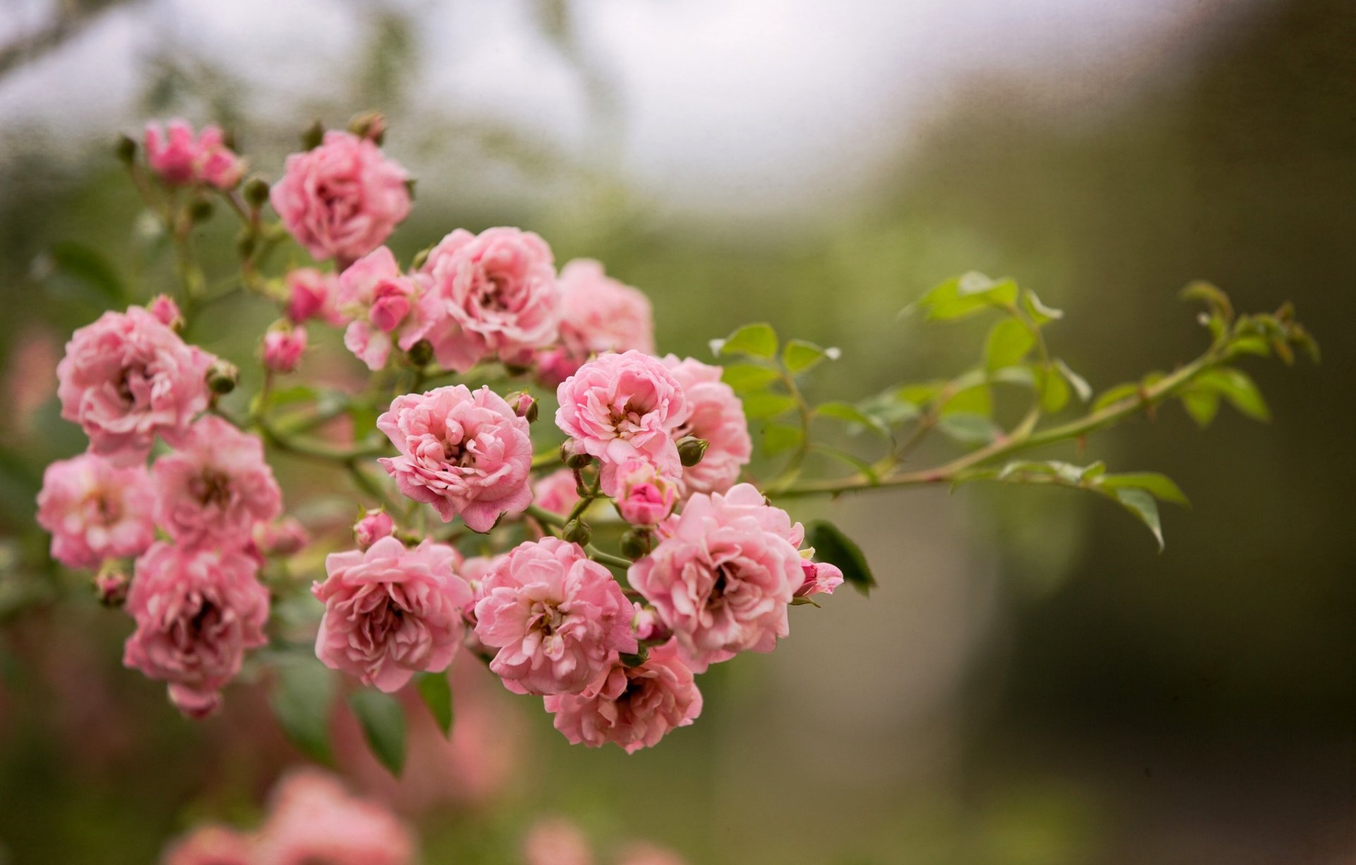 roses fleurs rose buisson branche nature