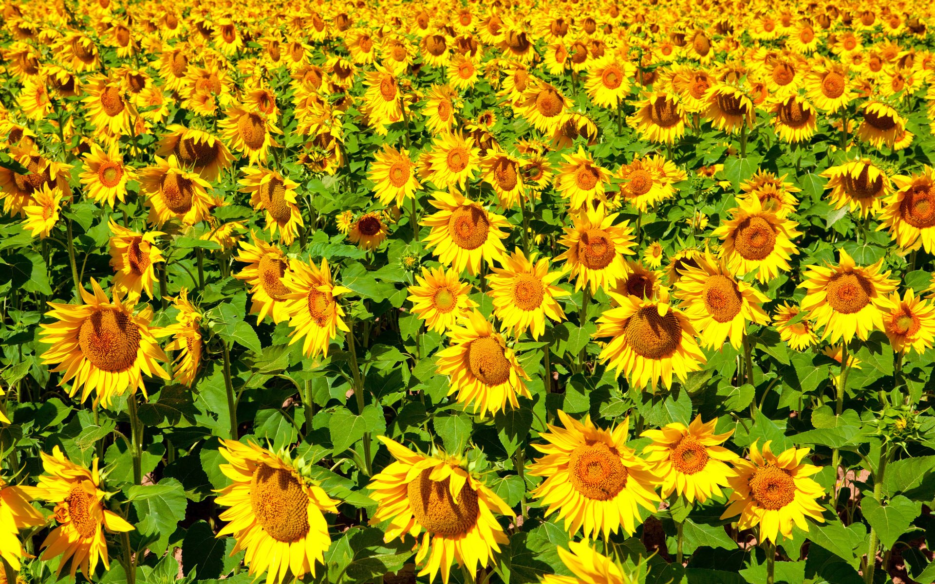 unflowers flowers flower sun summer nature