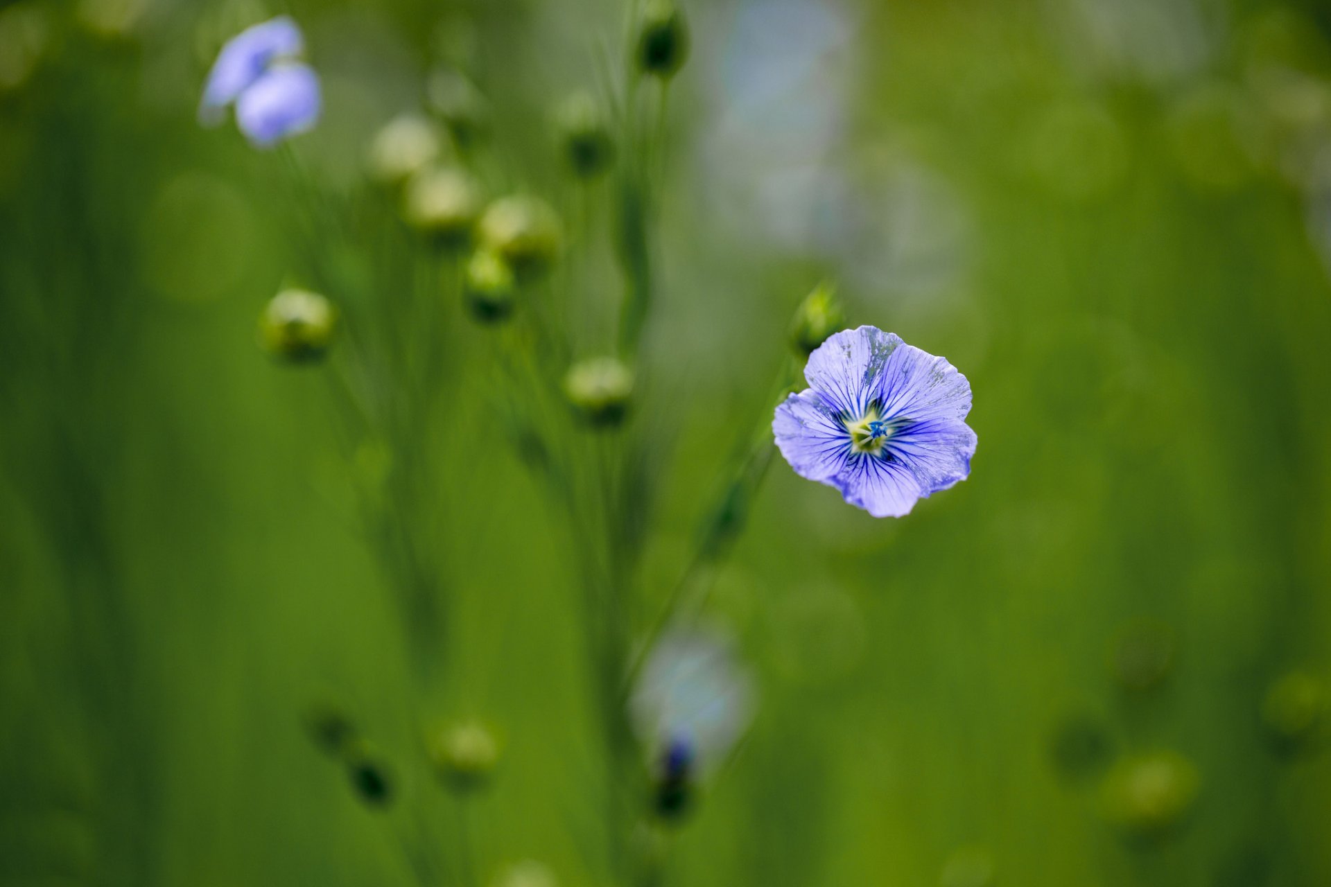 fiori blu lilla lino sfocatura sfondo