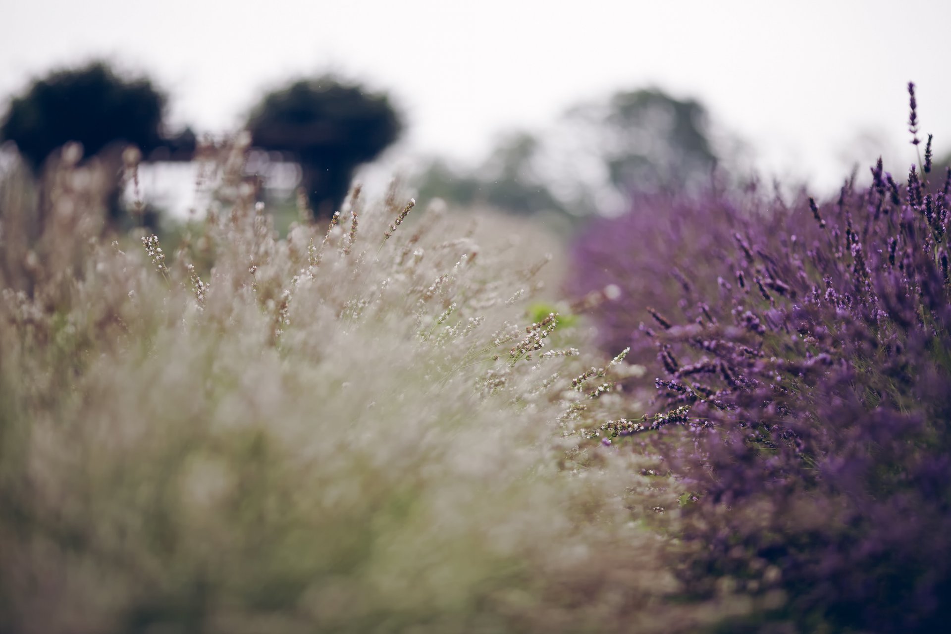 lavanda flores verano