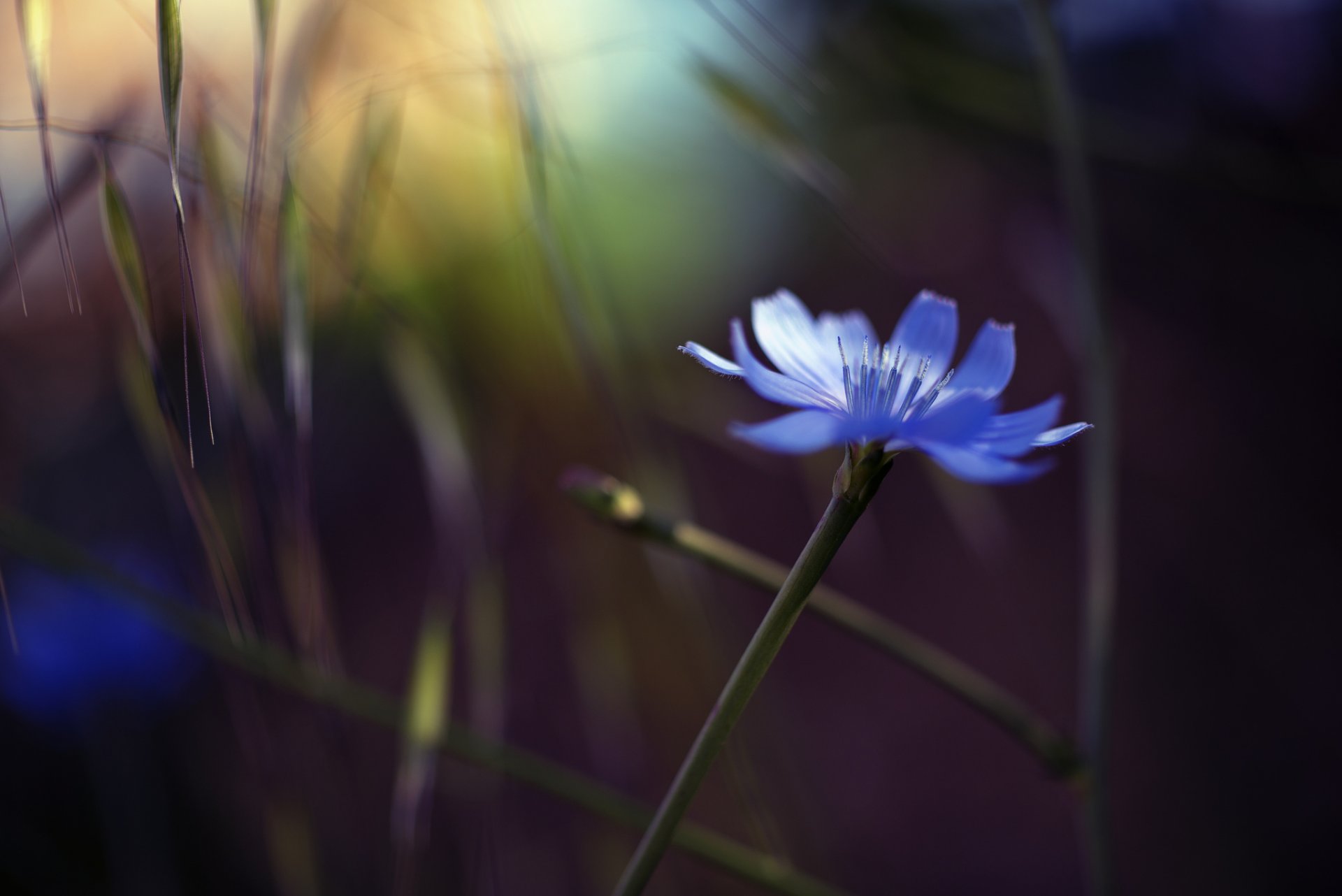 fili d erba fiore blu abbagliamento sfondo