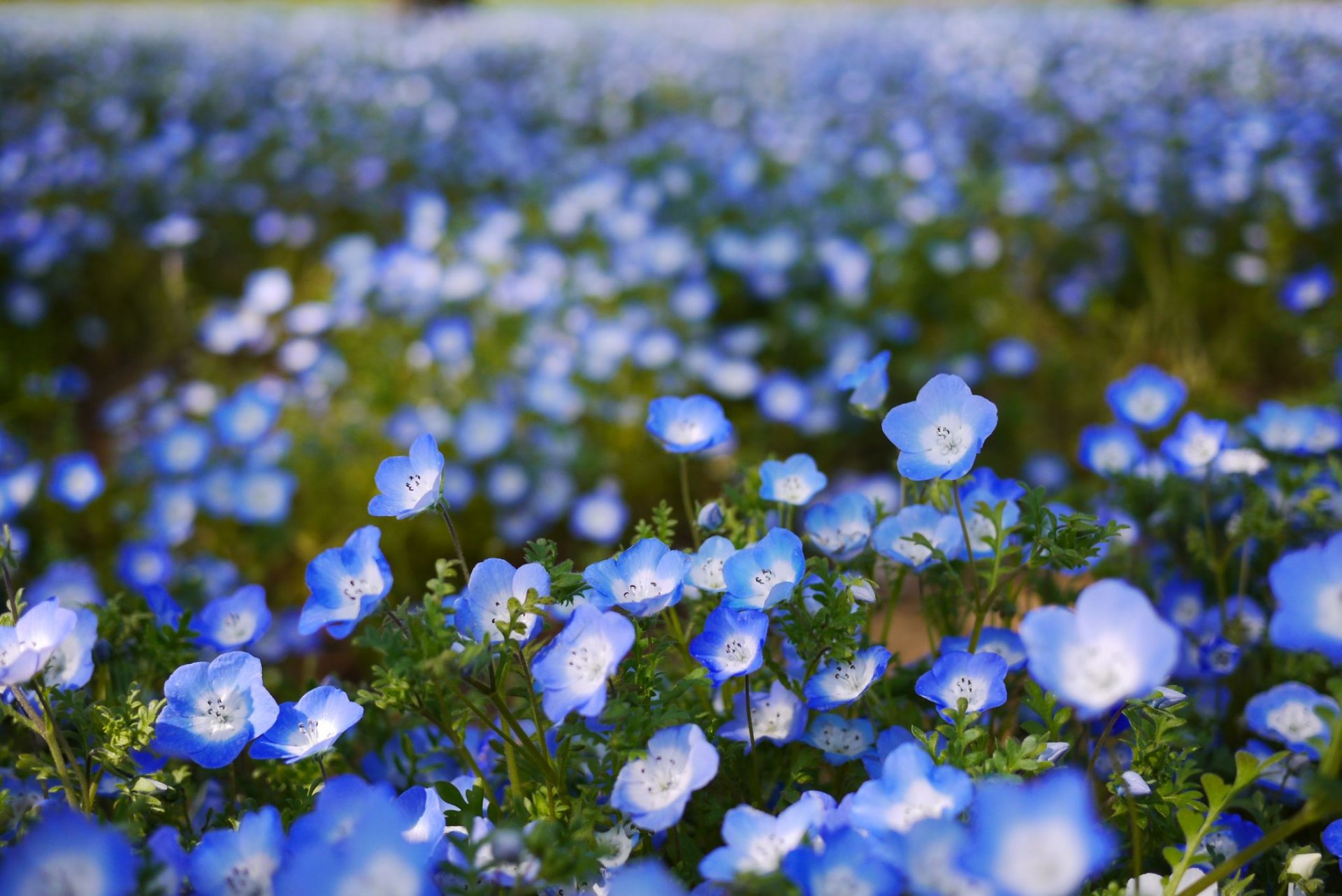 nemophila blumen blau blütenblätter feld bokeh unschärfe