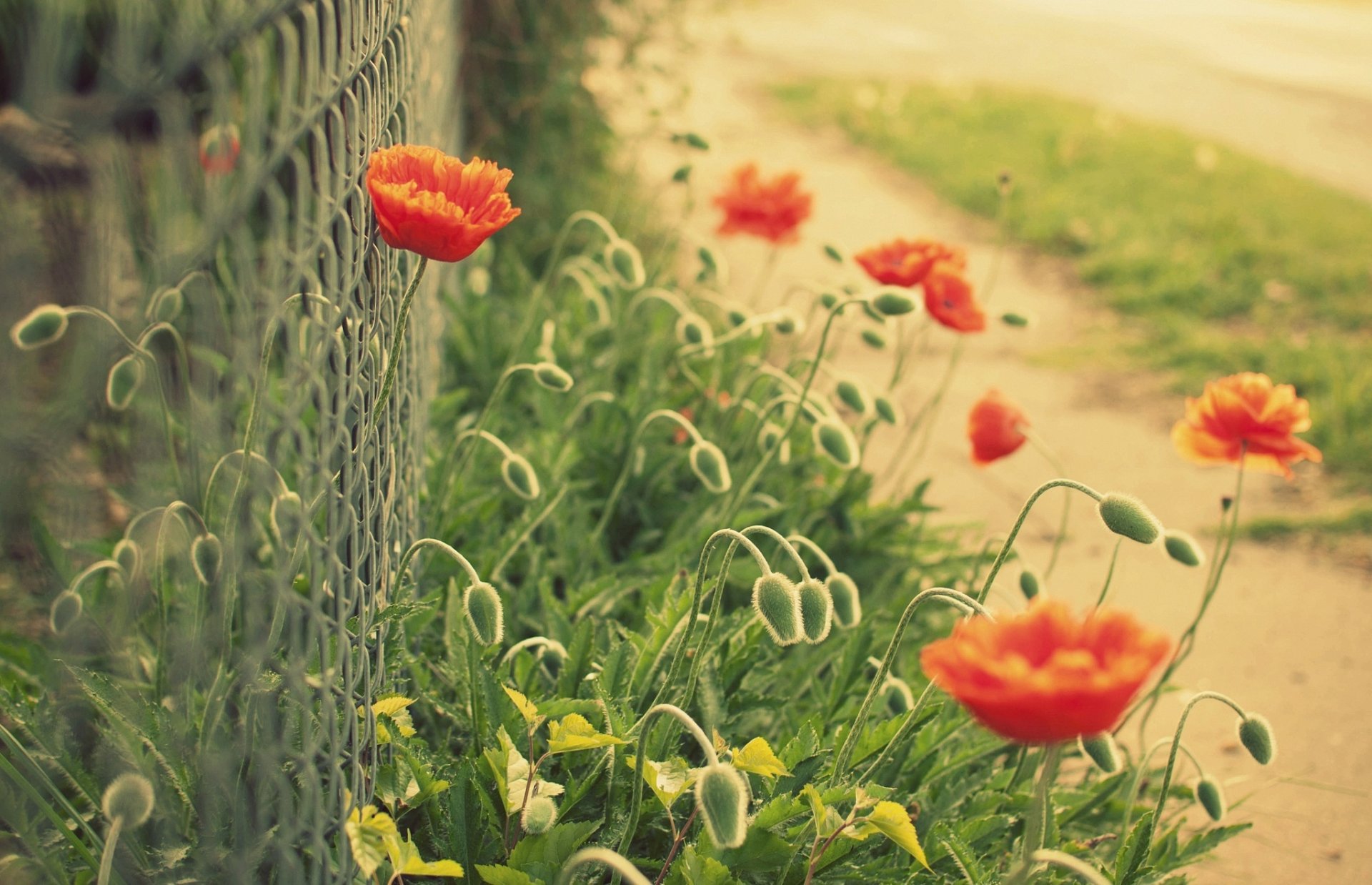 flowers flower poppy red green grid fence fence fence macro blur background wallpaper widescreen fullscreen widescreen widescreen