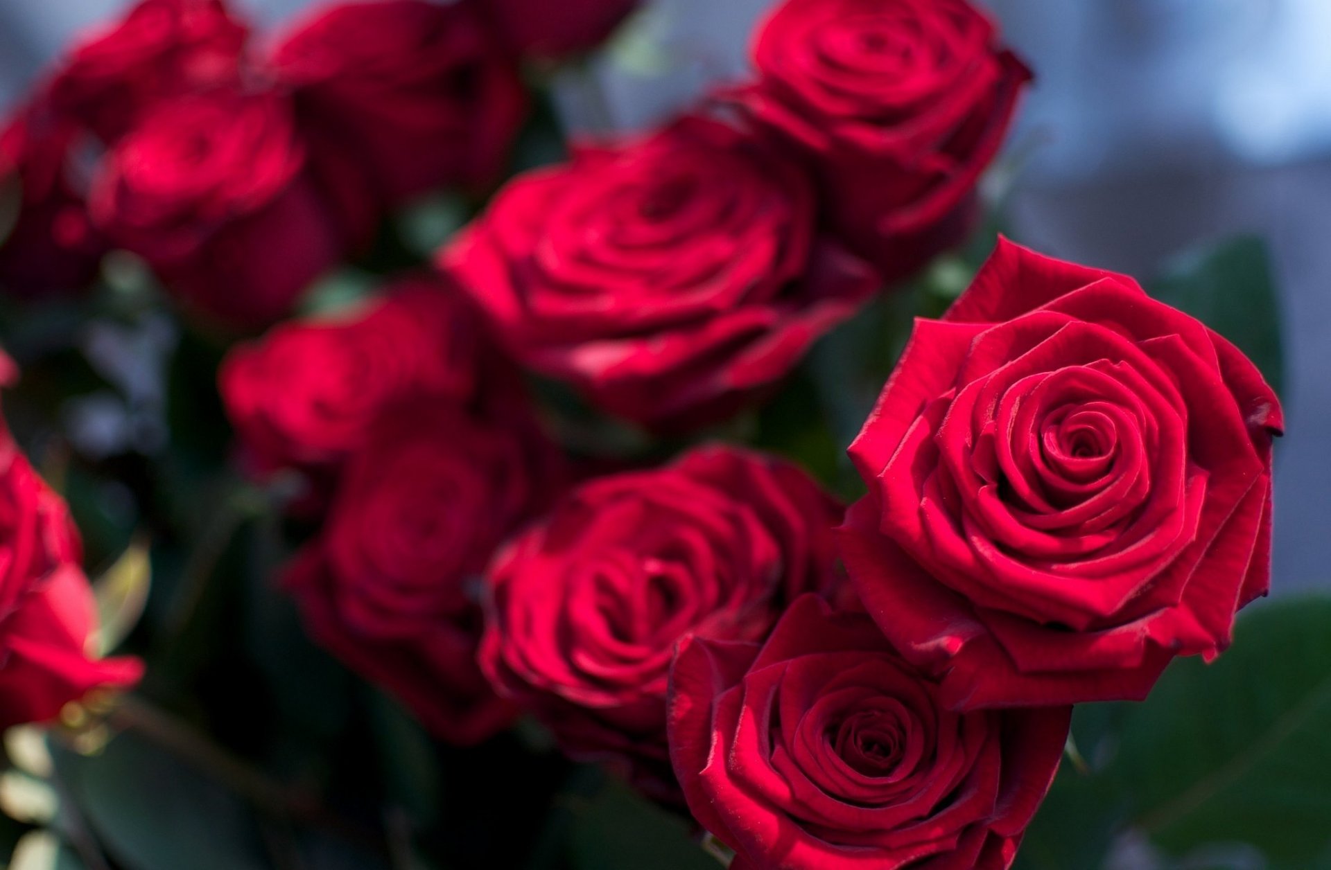 flowers roses queen of flowers pink crimson bouquet rose