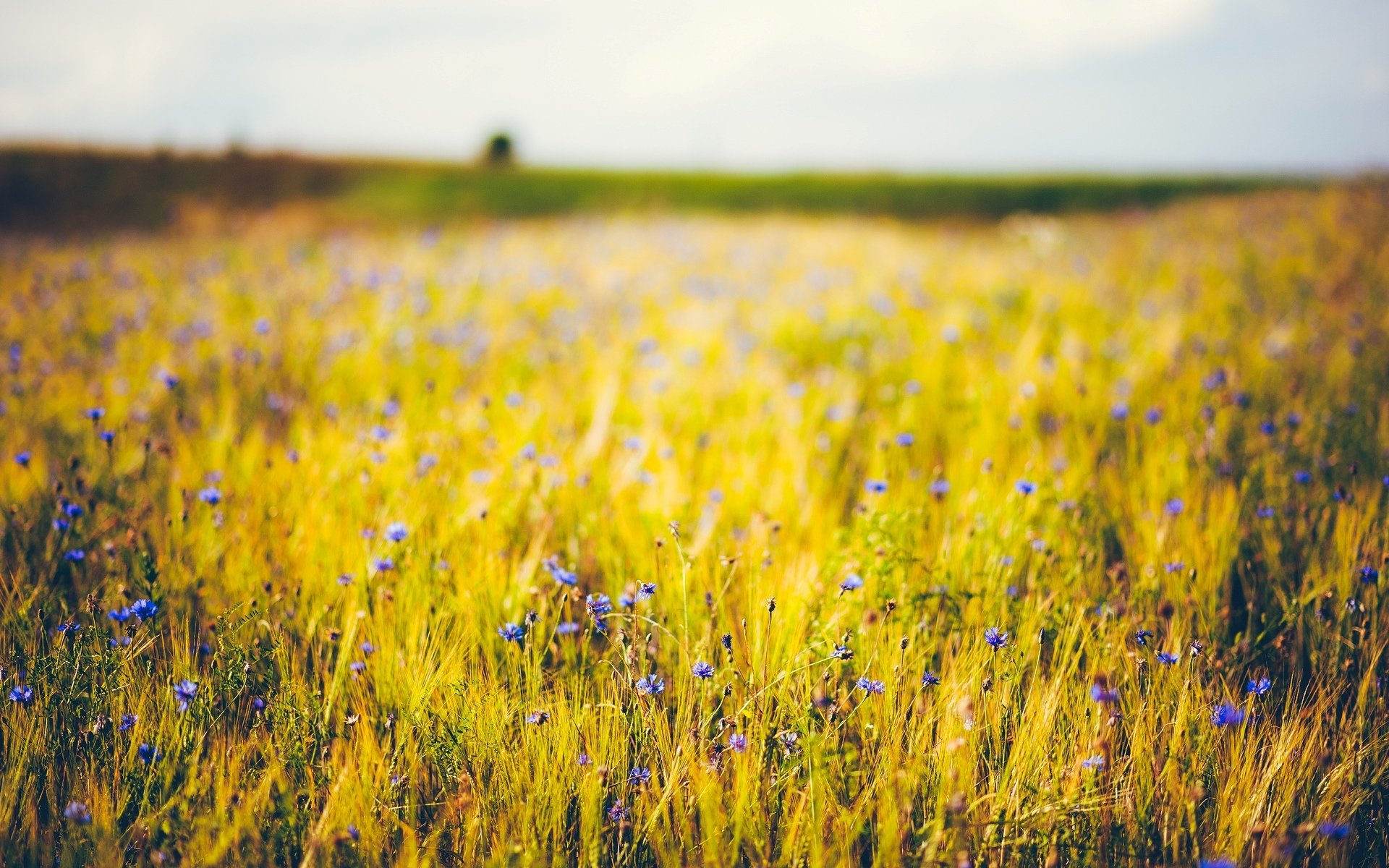 fiori fiori fiore blu viola grano segale spighette spighette. campo sfondo carta da parati widescreen schermo intero widescreen widescreen