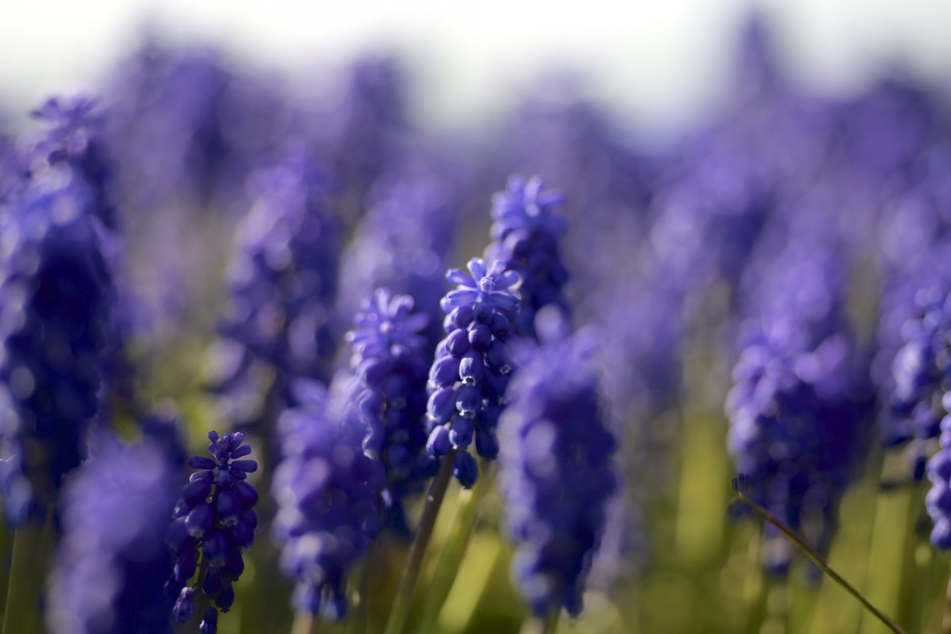 muscari blue close up focu