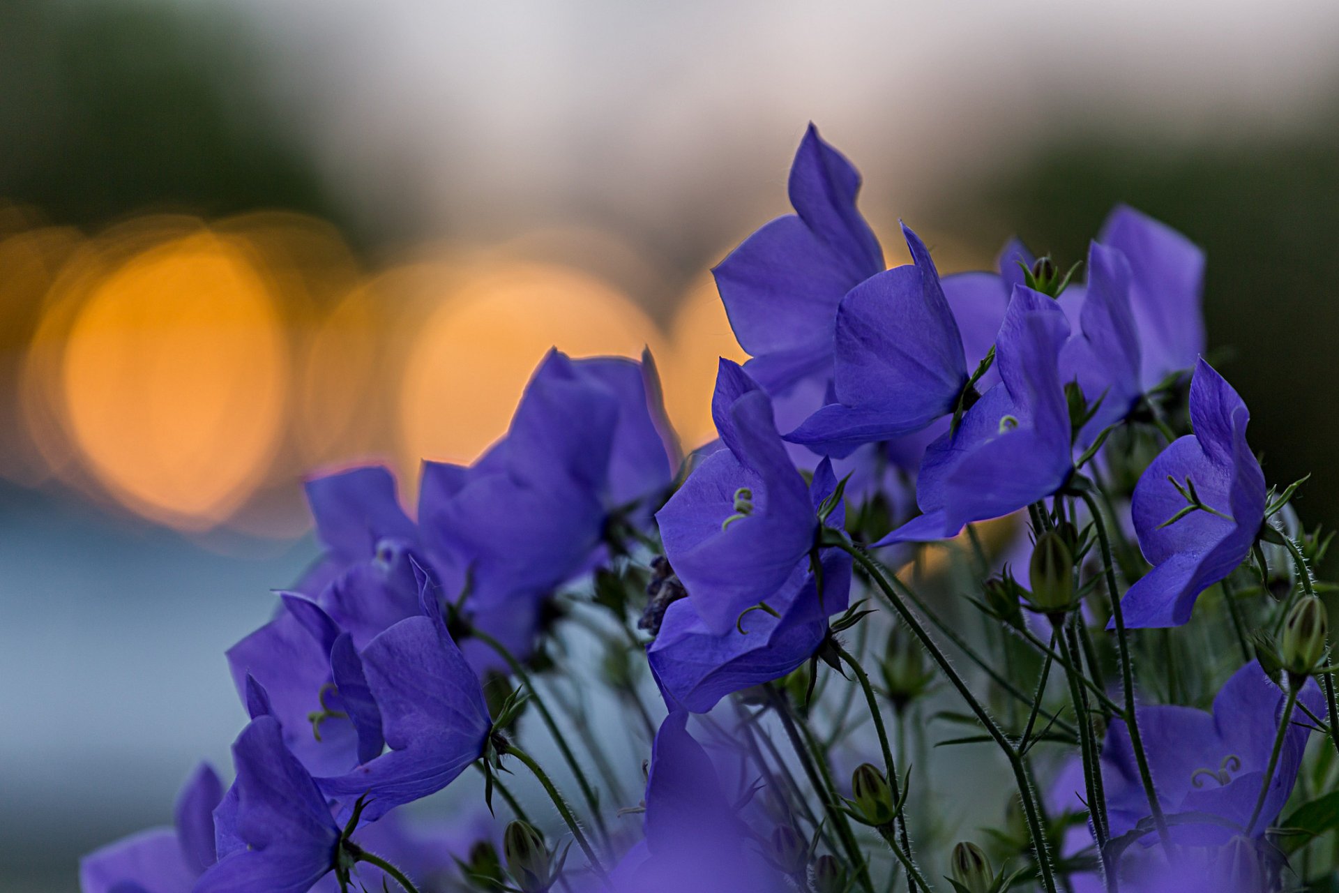 campane blu fiori petali luci messa a fuoco macro sfocatura