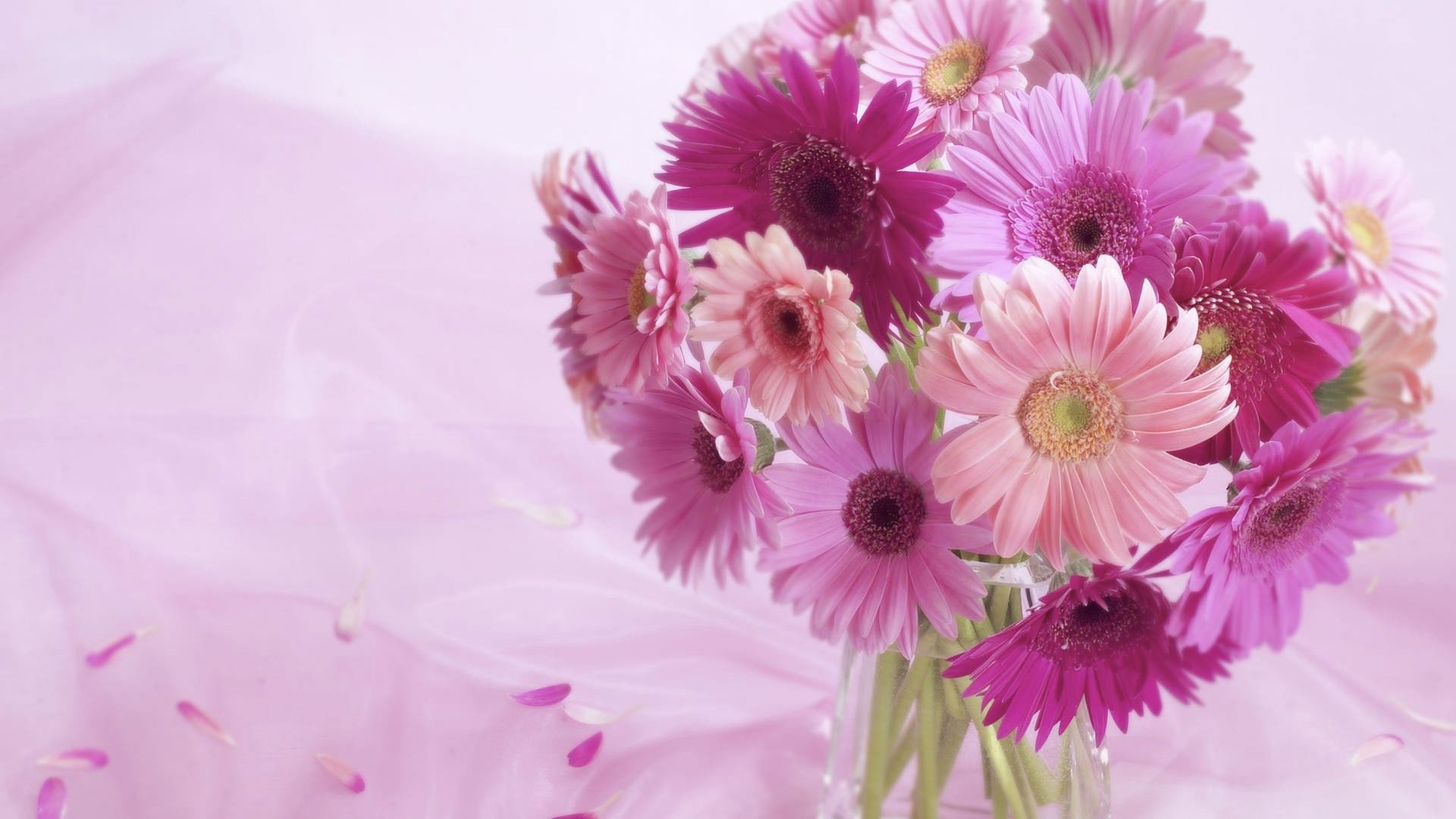 flores gerberas fondo rosa