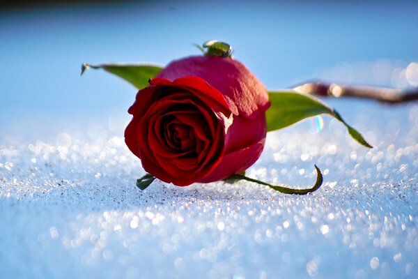 Rose rouge sur la neige