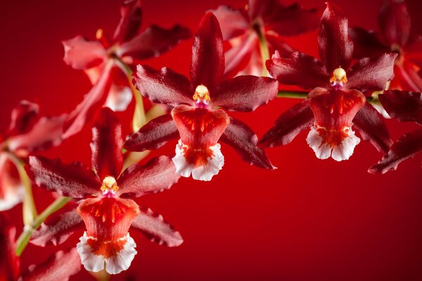 Orquídea exótica sobre fondo rojo