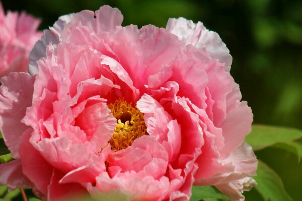 Imagen macro de peonía rosa