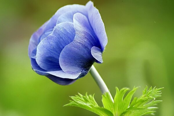 Sullo sfondo verde dell erba è visibile un fiore blu pallido