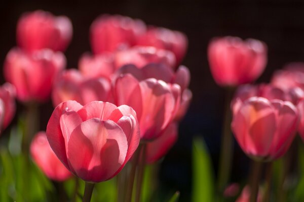 Pink tulips wake up in spring