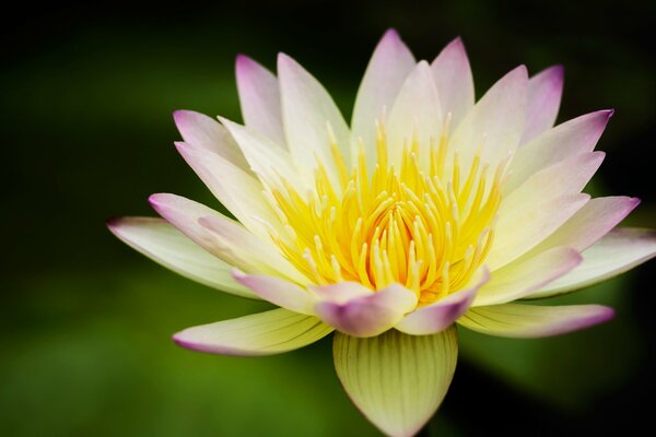 Lirio de agua blanco con puntas Rosadas en los pétalos y un corazón amarillo