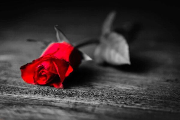 Red rose on a black and white background