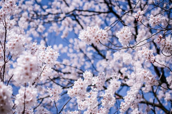 Sakura floreciente contra el cielo azul