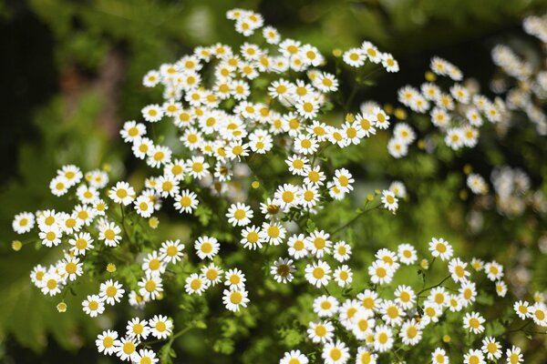 Fleurs de camomille sur fond vert flou