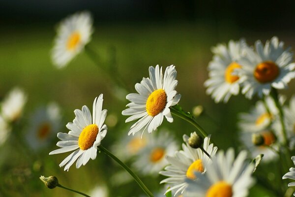 Schöne Gänseblümchen auf einem Kräuterhintergrund