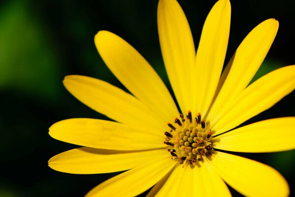 Large-format flower wallpaper with yellow petals