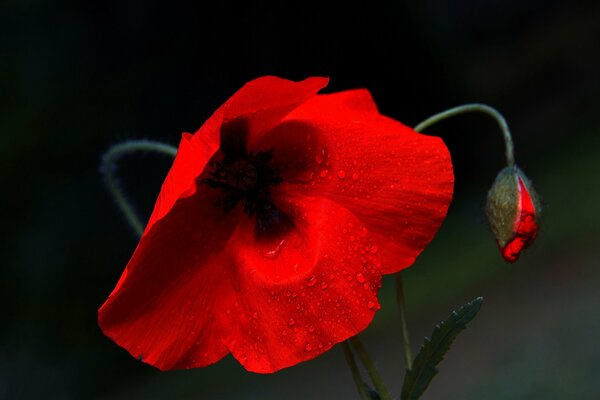 Red poppy with dew drops on a dark background