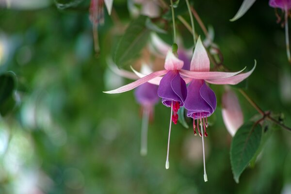 Fucsia floreció con hermosas flores