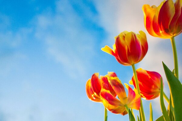 Fleurs de tulipes sur fond de ciel bleu