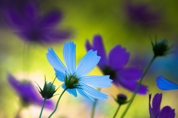 Blue and purple flowers summer mood