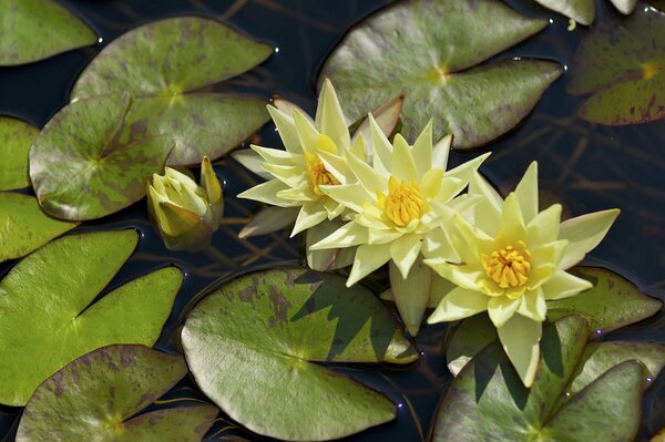 Ninfee gialle con foglie sull acqua