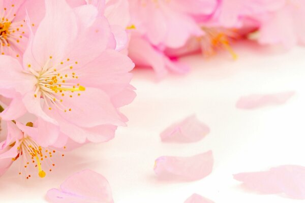 Pommier rose sur la table