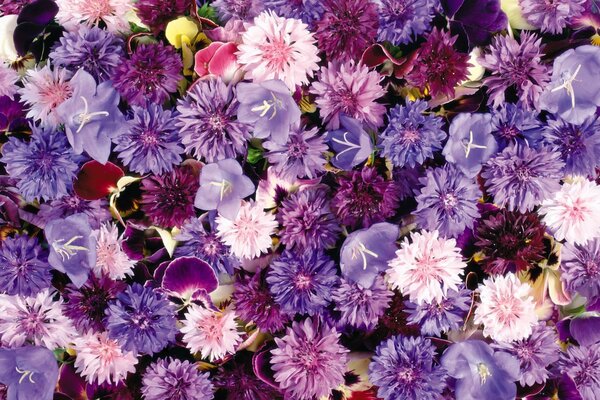 Tapis floral de bleuets, violettes et cloches