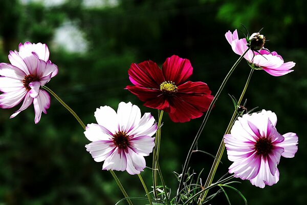 Fleurs blanches et roses et rouges