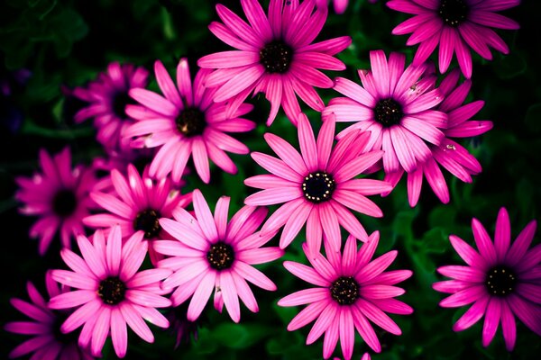 Background pink flowers on a flower bed