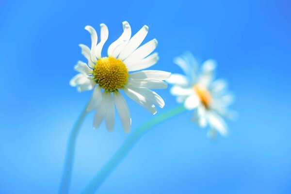 Ein Paar Gänseblümchen auf blauem Hintergrund