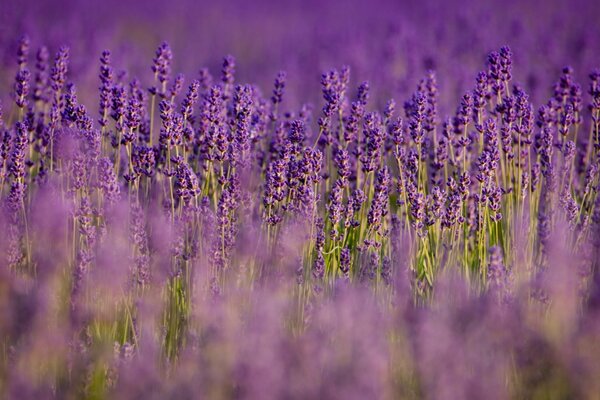 A glade of rich purple color, flowers are a mystery