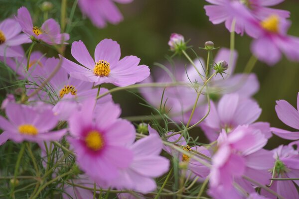 Rosa Kosmeen in voller Blüte