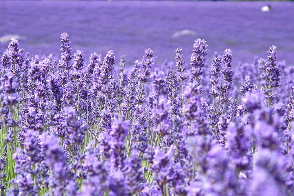 Campo di lavanda al mattino presto