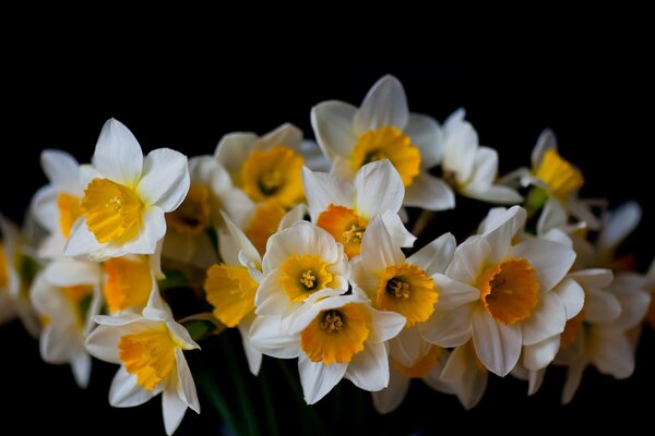 Beautiful daffodils on a black background