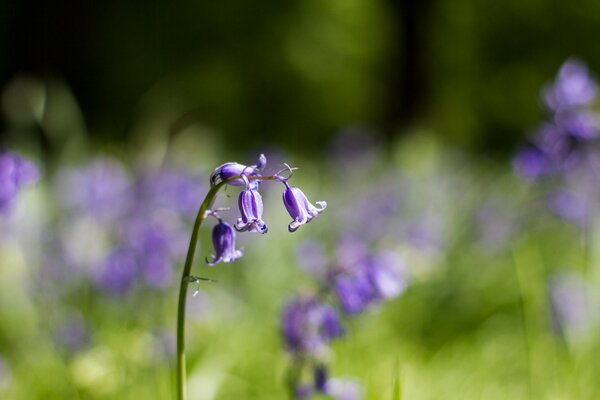 Campanas Lilas. Desenfoque, imagen macro