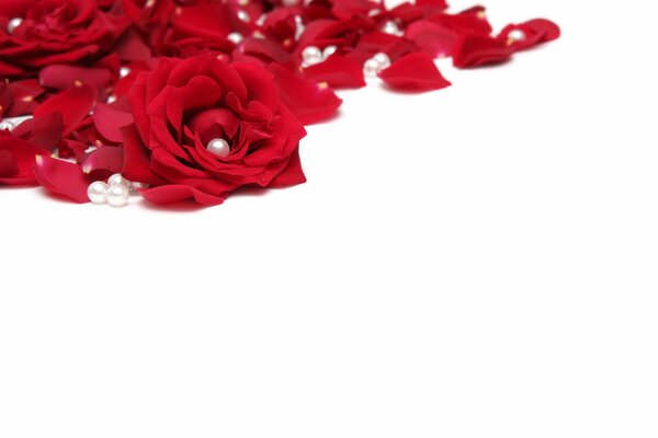 Red rose with pearl petals on a white background