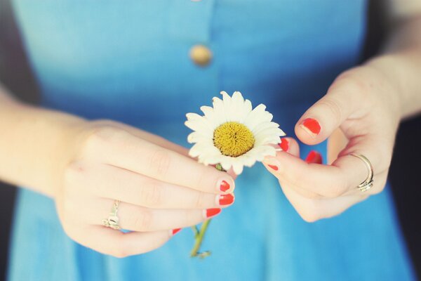 Marguerite dans les mains de la jeune fille en robe bleue