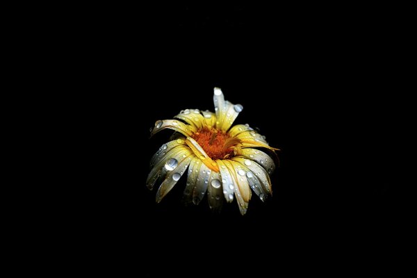 Chamomile petals on a black background