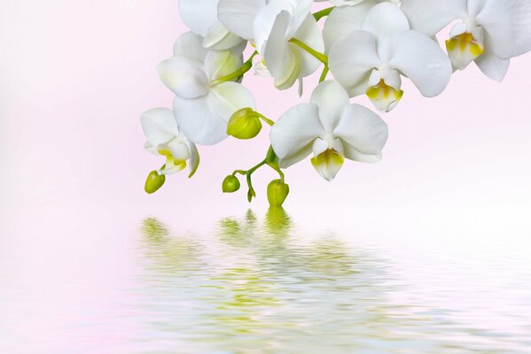 Pétalos de orquídeas blancas sobre el agua