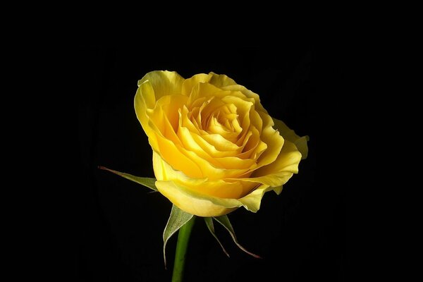 Yellow rose on a black background. beautiful rose