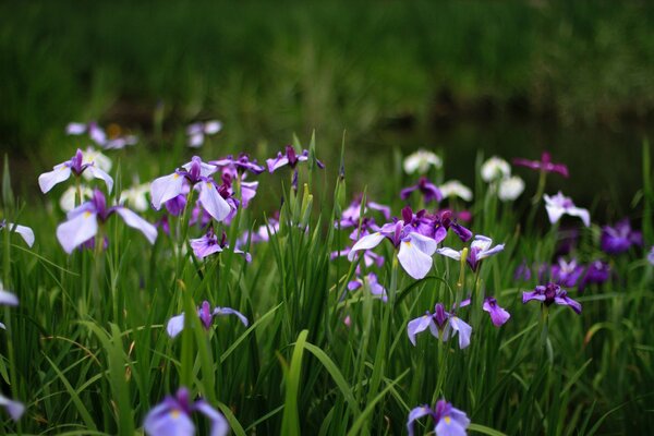 Sommer-Feolet-Iris im grünen Feld