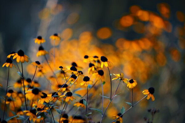 Gelbe Blumen bei Sonnenuntergang