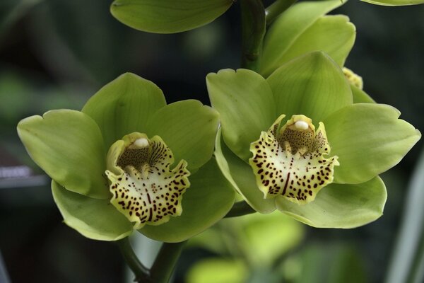 Grüne Orchideen. grüne Blumen. schöne Blumen