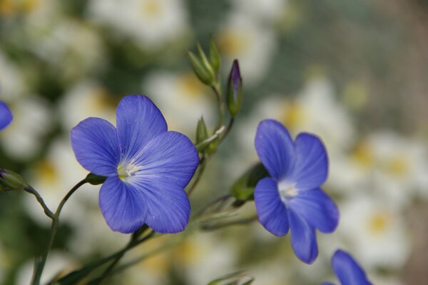 Blue flowers on a blurry white background