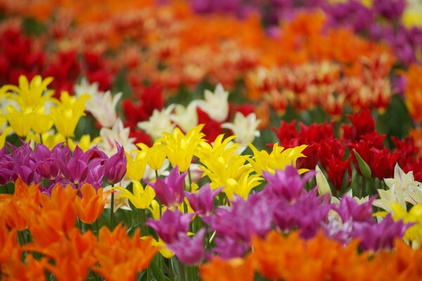 Champ de tulipes de toutes les nuances du rouge au jaune, des nuances riches et variées