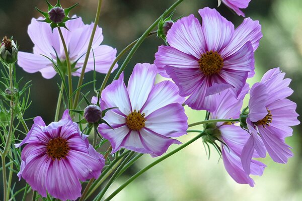 Flores Rosadas cosmea primer plano