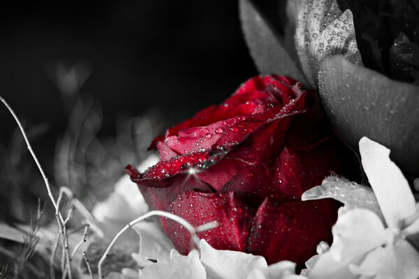 Red rose in dew drops